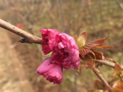 櫻花樹(shù)栽種距離多少米？