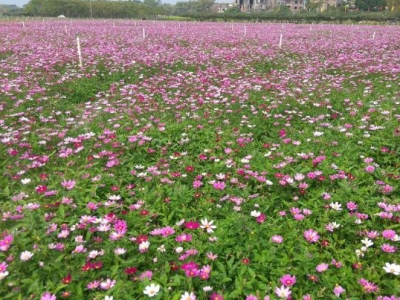 波斯菊開完花以后怎么處理