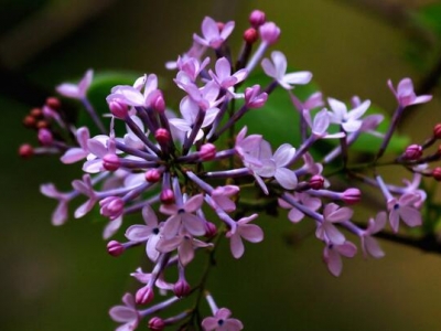 春季開(kāi)藍(lán)紫色花木本植物