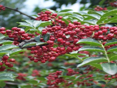 花椒種子幾月份催芽？