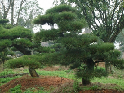 黑松種子幾月份種植？