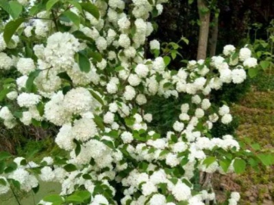 繡球花適合在室內(nèi)還是室外種