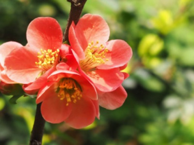 適合室外廣撒種,繁殖力強(qiáng)的花