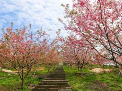 江蘇櫻花什么時候開花