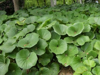 大吳風(fēng)草開花嗎