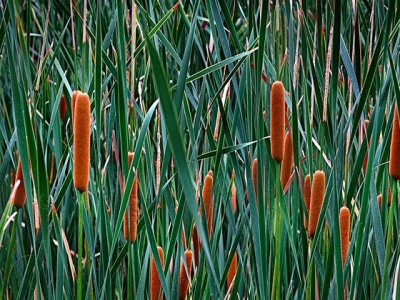 菖蒲草會(huì)開(kāi)花嗎