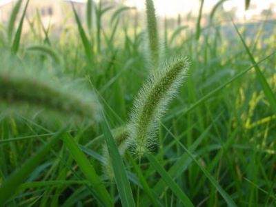 狗尾巴草能開(kāi)花嗎