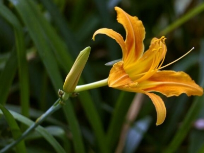 萱草開完花還開嗎