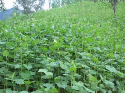 蕎麥種子怎樣做到盡快發(fā)芽