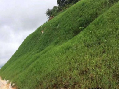 草皮種子種上沒發(fā)芽