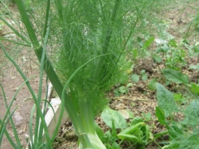 茴香種子多長時間發(fā)芽