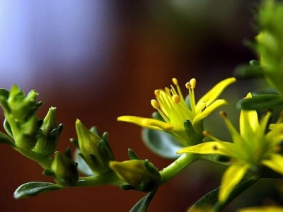 佛甲草開(kāi)完花就敗了嗎