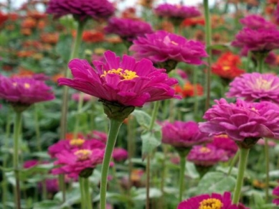 百日草種晚了還開(kāi)花嗎