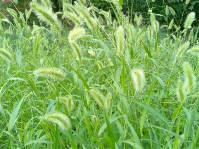 狗尾巴草是開(kāi)花植物嗎