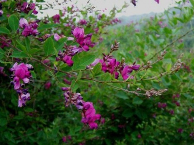 胡枝子種子播種多長時(shí)間能發(fā)芽