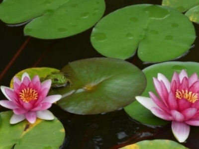 睡蓮花能開(kāi)到幾月份