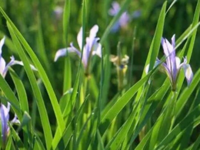 高原馬蓮花幾月開(kāi)