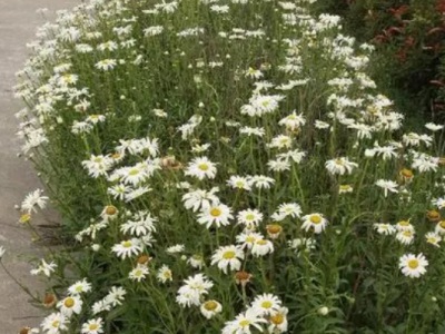 大濱菊花能開(kāi)幾天