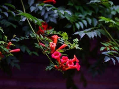 北京凌霄花幾月開(kāi)