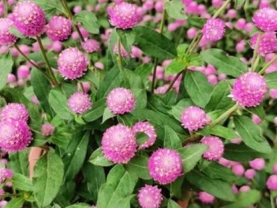 野生植物開大粉花