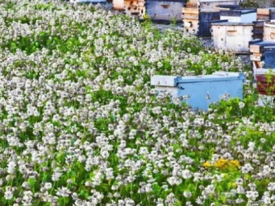 三葉草需要花時(shí)間種植嗎