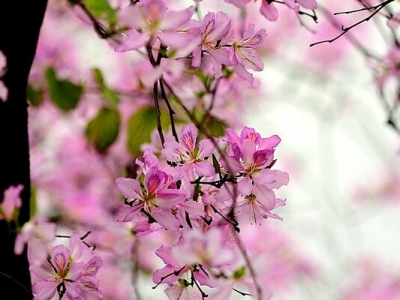 紫荊花的花期是什么時候