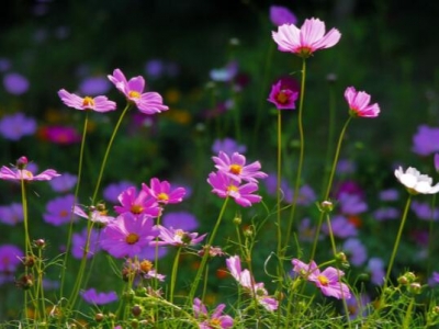 格桑花夏天開花嗎