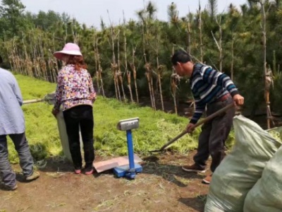 佛甲草夏天會(huì)不會(huì)曬死