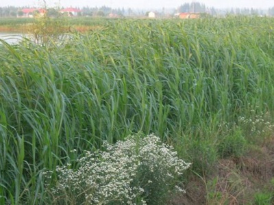 蘇丹草割后下雨對(duì)草不影響