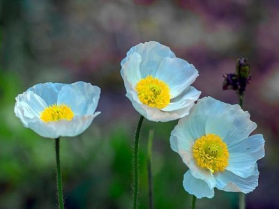 虞美人一年開(kāi)幾次花？