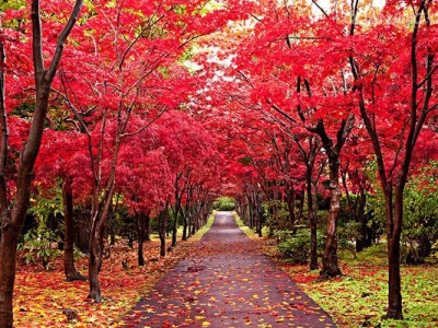 紅楓什么時候種植最好