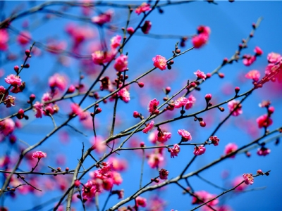 臘梅花籽什么時(shí)候播種