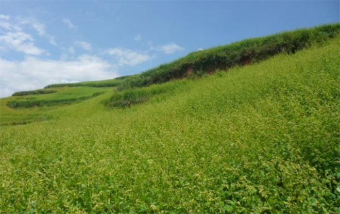 蕎麥