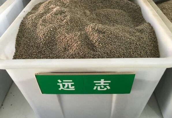 遠(yuǎn)志種子每斤有多少粒