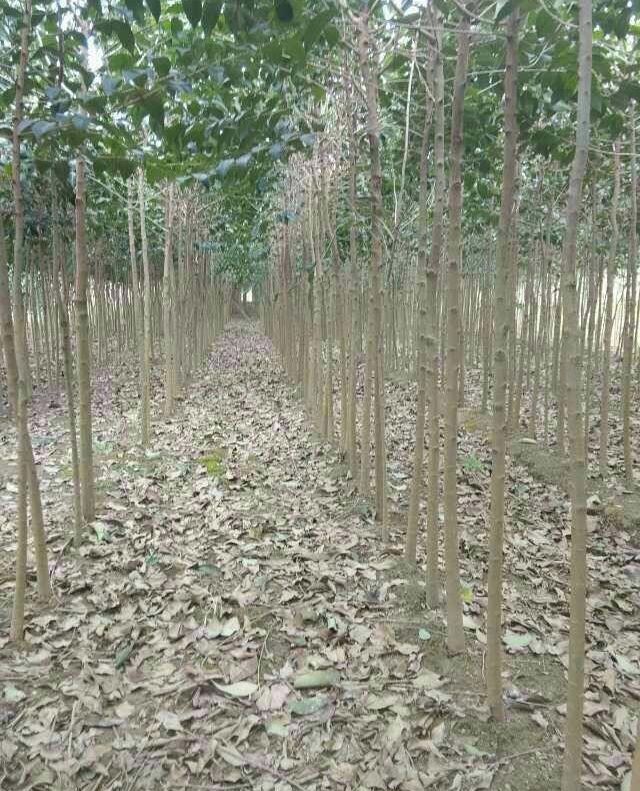 女貞樹種子多久發(fā)芽