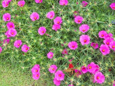 太陽(yáng)花的生長(zhǎng)溫度是多少