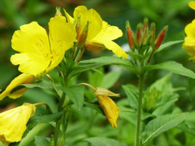 常見(jiàn)的花圃花卉有哪些？