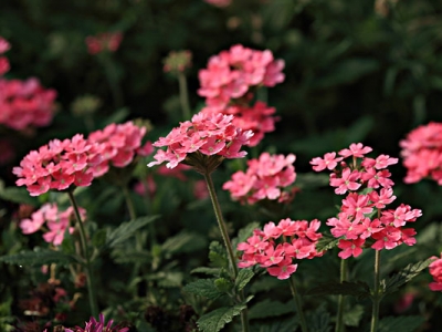 東北夏天常見的花是什么？