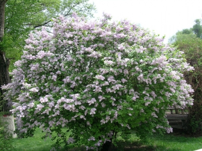 丁香花種植時(shí)間在什么時(shí)候？