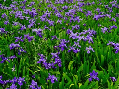 馬蘭花種植時(shí)間在什么時(shí)候？