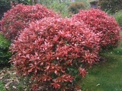 花卉種植密度有什么具體的要求嗎？