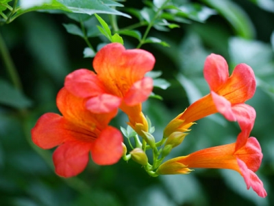 美國凌霄花種植時間是什么時候？