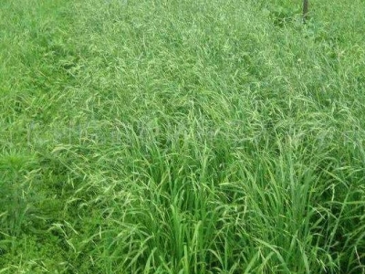 黑麥草和燕麥草哪個(gè)好