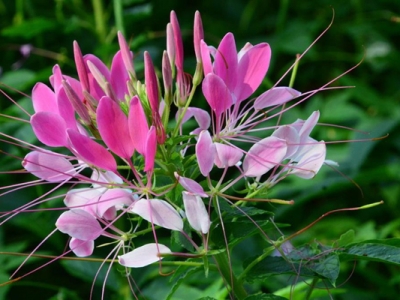 醉蝶花的種植時(shí)間是在幾月份？