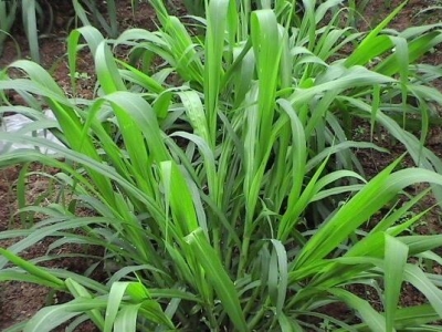 甜象草巨菌草哪個好