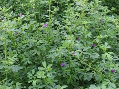 東北紫花苜蓿種植時(shí)間是幾月？