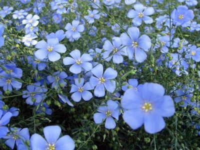 藍(lán)花亞麻種植方法和時間