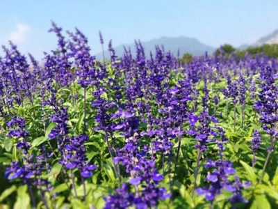 鼠尾草花期多長？