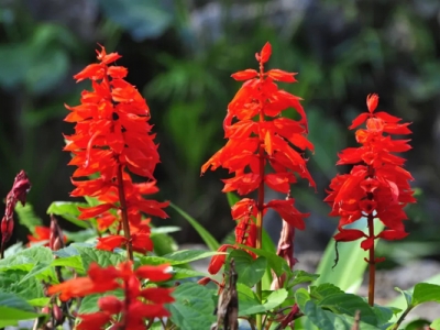 開(kāi)大紅色的草花有哪些？