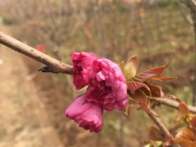 福建能種櫻花？